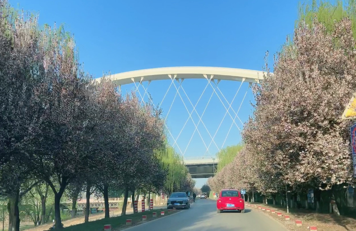 济南“赏樱经济”火热，“赏樱+露营”成不少人清明假期首选