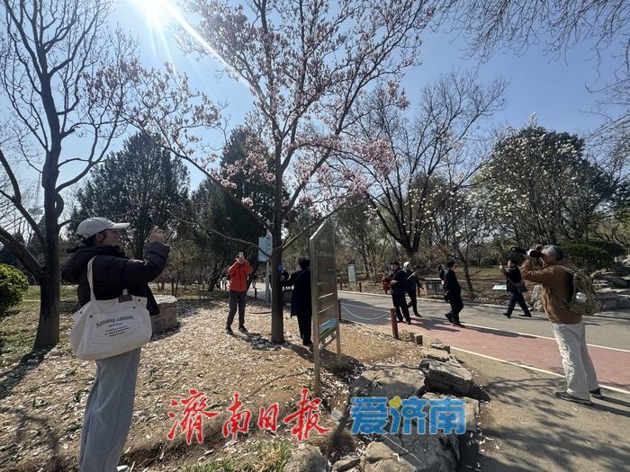 雨过天晴春光好 泉城公园玉兰引客打卡