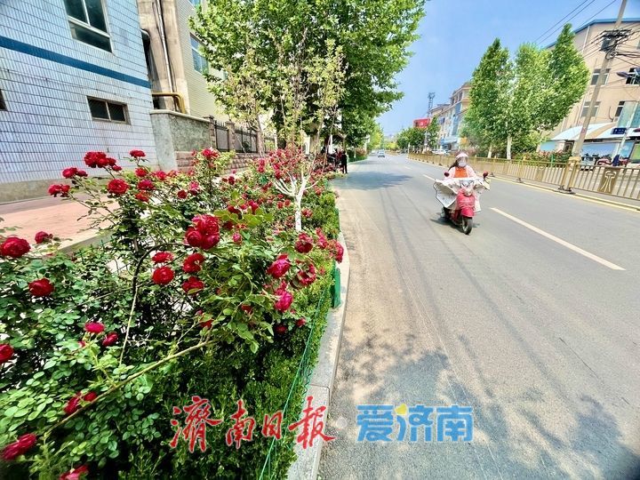 一年四季 泉在济南丨月季花开满城芳 繁花似锦醉初夏