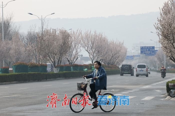 紫叶李盛放绘春景 腊山河西路添浪漫