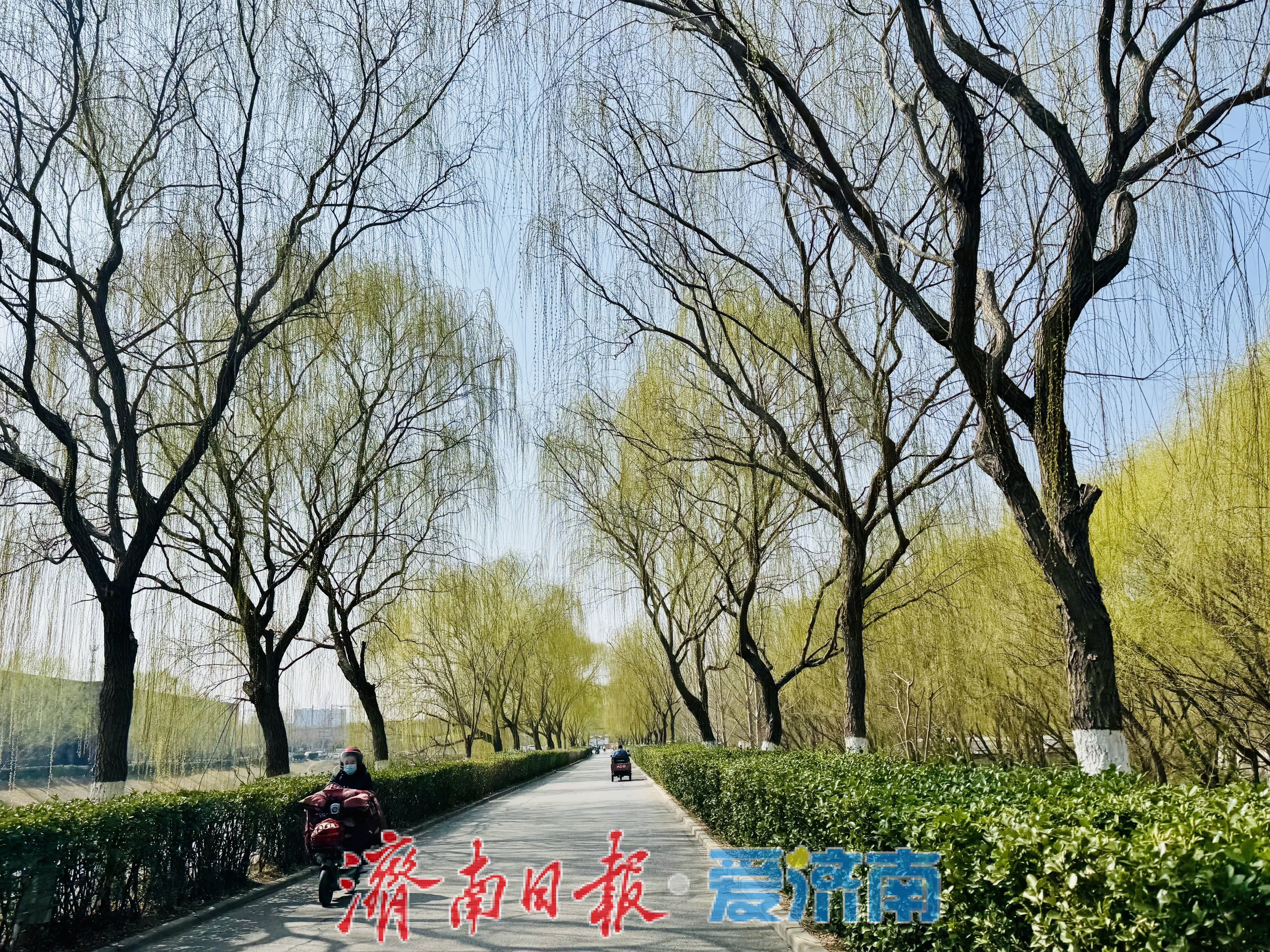 一年四季 泉在济南丨柳染廊道春意浓 安澜北路绘新景