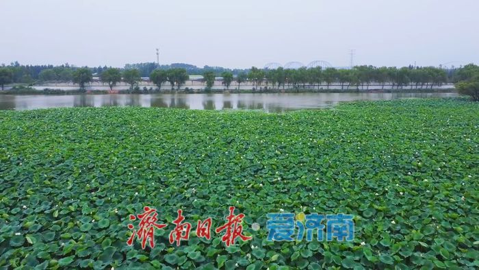 夏雨润荷 美里湖现诗意画卷