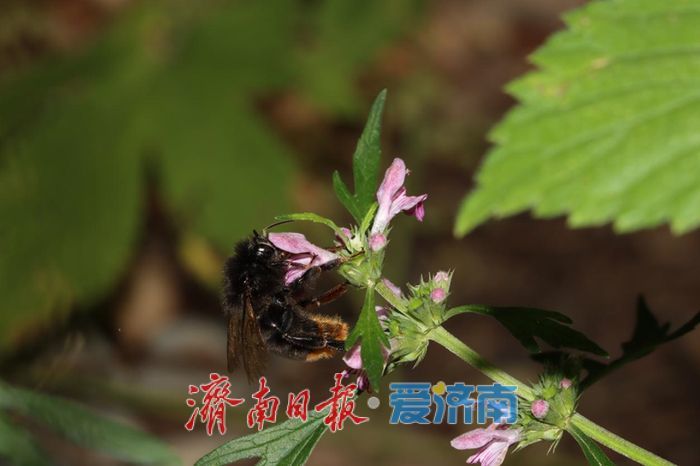 山东新记录197种，市中区新发现为生物多样性添彩