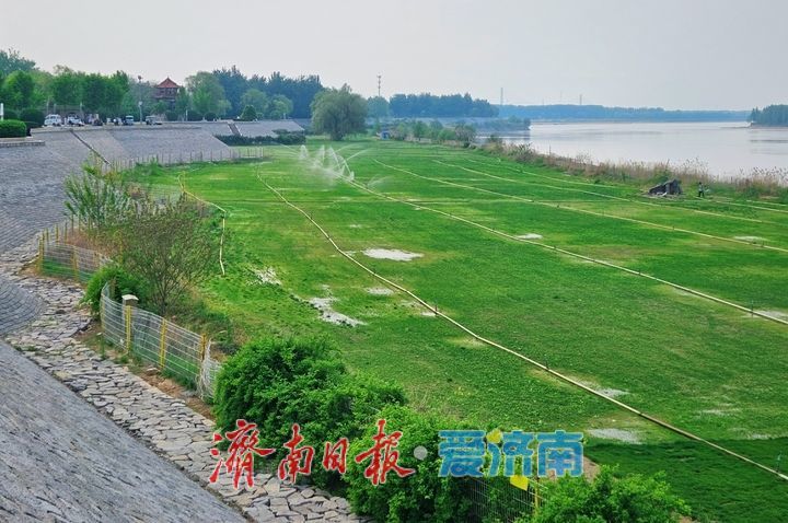 黄河岸畔铺绿毯 生态蝶变绘新篇