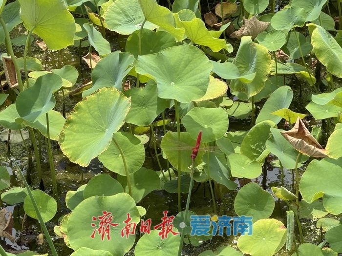 一年四季 泉在济南丨济南CBD荷花湖荷花盛放，绘就夏日美景