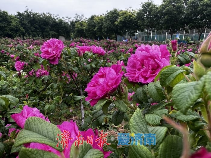 避开“人从众”，到平阴来一场花香弥漫的“反向旅游