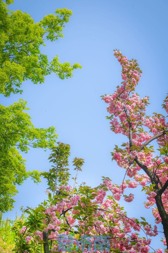 “泉”在济南过五一｜错过早樱别遗憾！五龙潭晚樱进入最佳观赏期