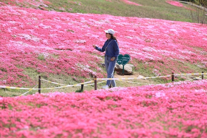 “会开花的草坪”吸引游客打卡