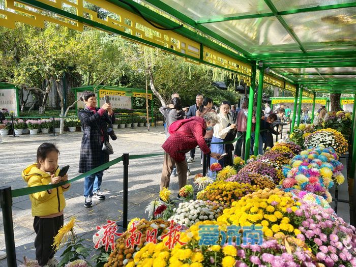 泉畔初冬，被菊花镶上了“金边”