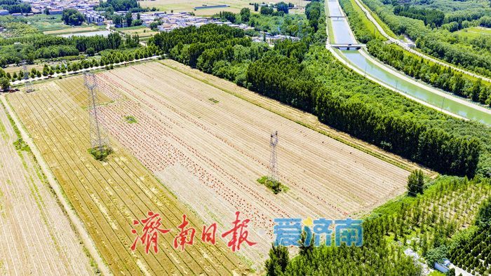 槐荫区玉清湖街道小杨庄洋葱喜获丰收 硕果飘香助农增收