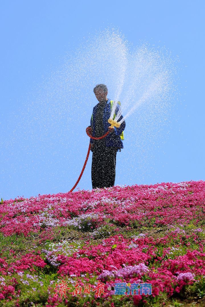 花毯铺地色彩斑斓 市民打卡“福禄考花海”
