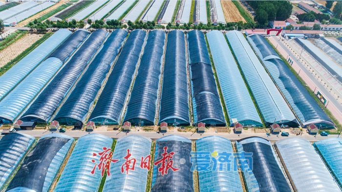 新春走基层丨黄瓜大棚里忙出“幸福年”