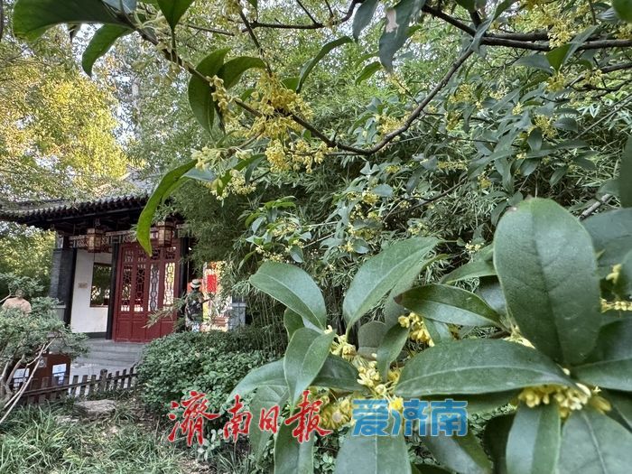 一年四季 泉在济南 