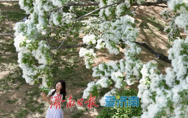 泉城公园流苏花开如雪 游客争相打卡“四月雪”