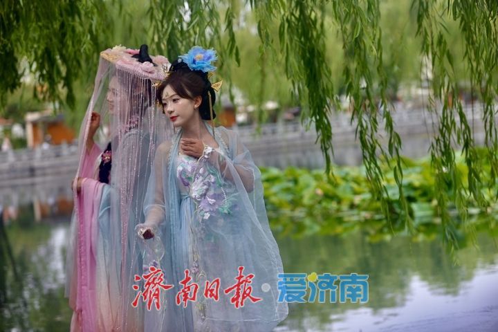 一年四季 泉在济南丨百花洲荷花迎盛花期 夏日尽显泉韵诗意