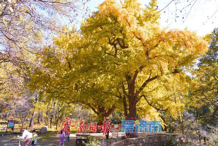 千年银杏树披上黄金甲