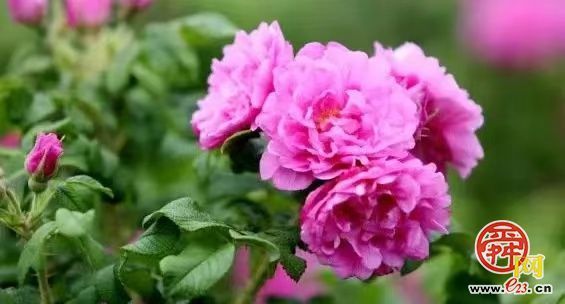 曲堤黄瓜品牌价值14.91亿元 济南农业品牌强市战略成效显著