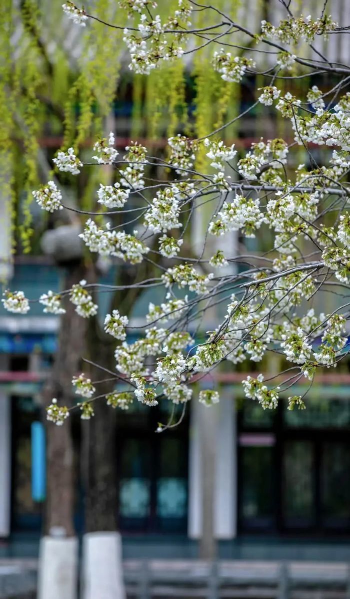 慢时光赏樱花，第二十二届五龙潭樱花节即将启幕