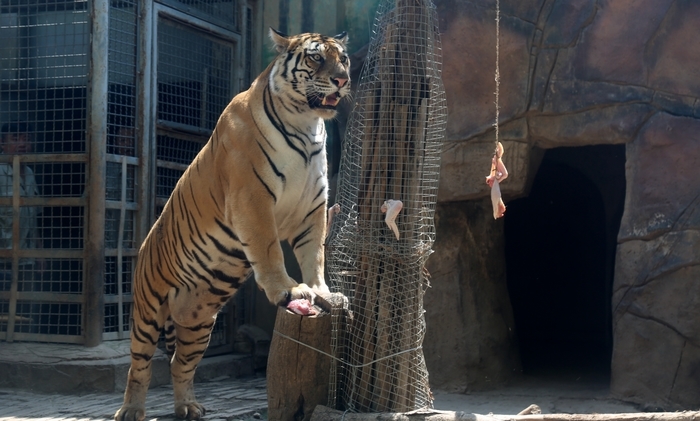 告别课本，融入自然！“第一书记”化身“自然向导”带娃打卡动物世界