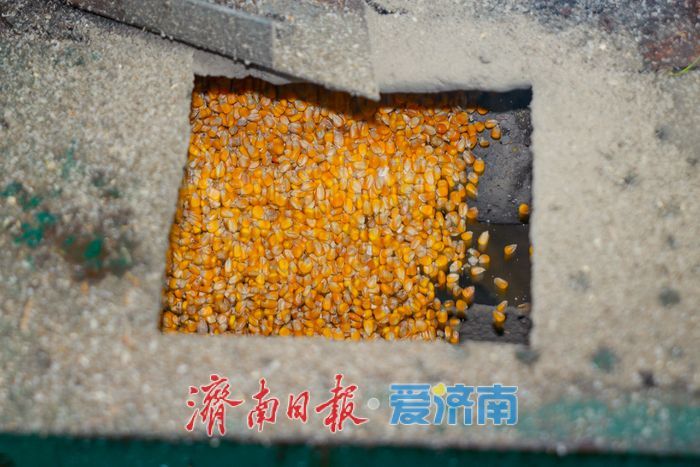 辐射7.5万亩，日烘1800吨：山东粮食烘干“旗舰”已就位，迎战阴雨天气