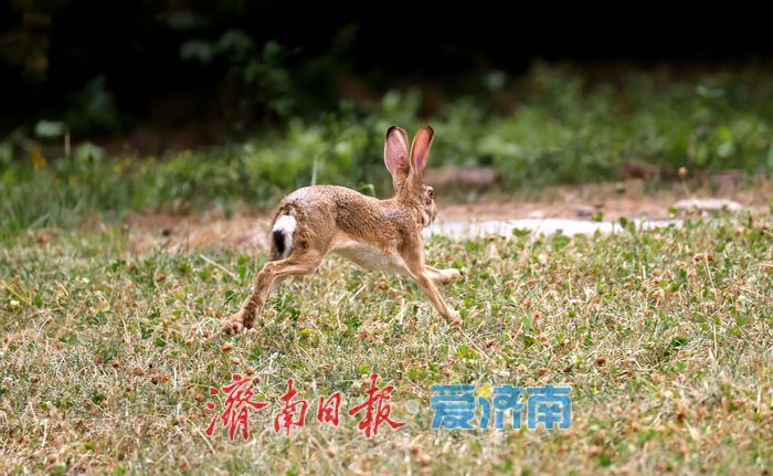济南公园这道“棕色闪电”，没你想得那么简单！