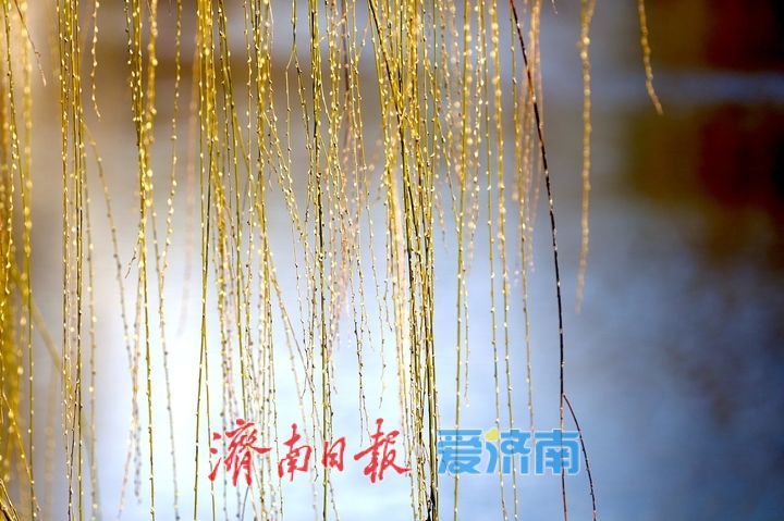 迎春花开，垂柳吐绿 春天气息挡不住了