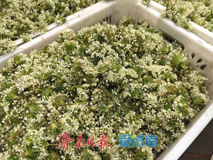 秋日早市韭菜花成“顶流”，市民抢鲜腌制家的味道