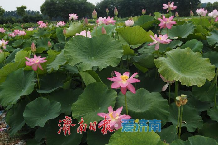千年古莲现明湖 廉洁清风润泉城