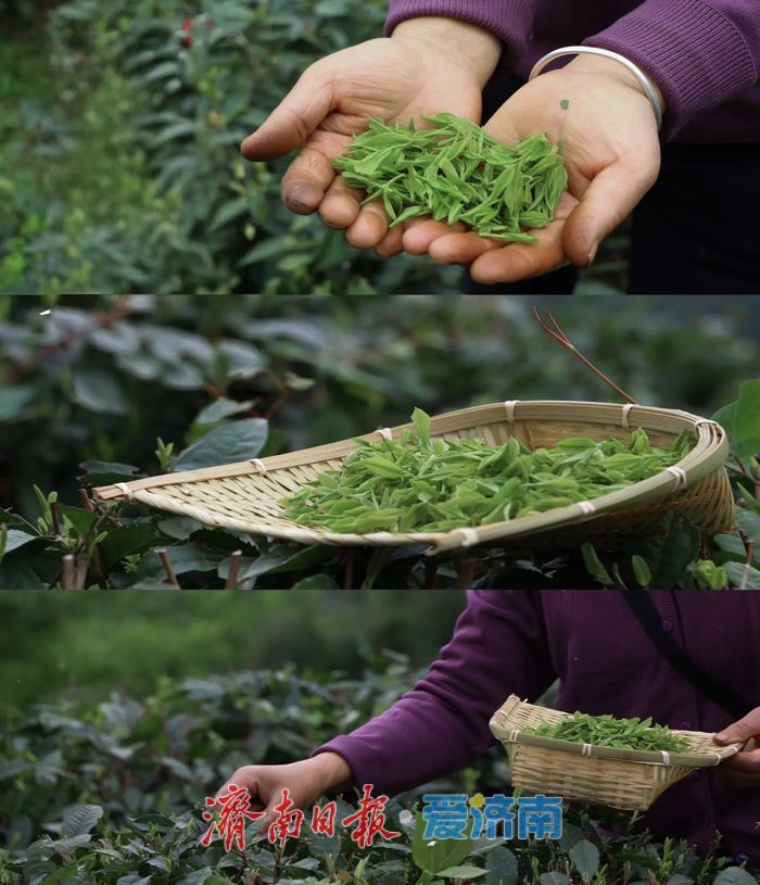 春茶开采在即，泉城将品新茗