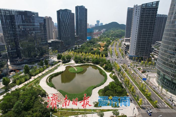 济南CBD秋色初绽 “娜塔栎”染金铺展都市生态画卷