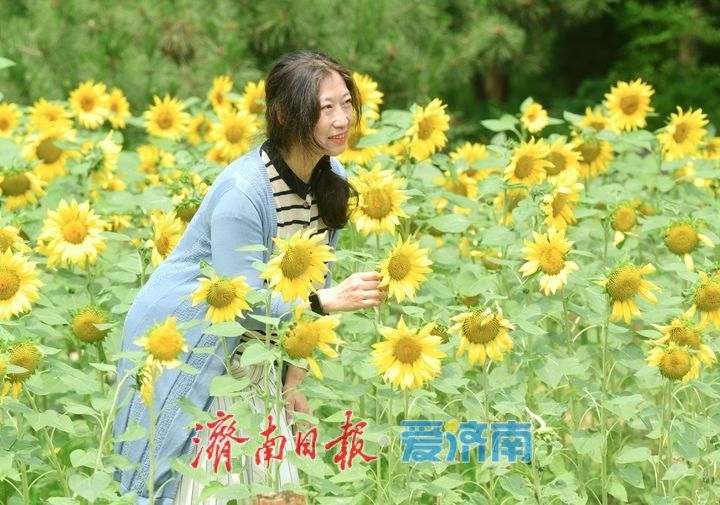 一年四季 泉在济南｜向日葵花海向阳而生 活力四射满目诗画