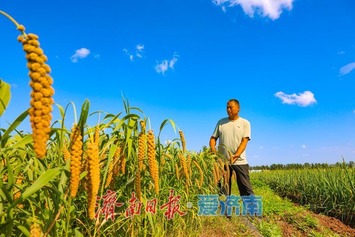 增产三成！济南章丘祥霞农场80亩龙山贡米迎丰收