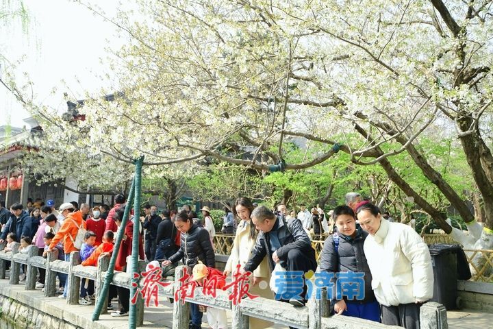 春风拂岸樱绽龙潭 ，济南市第23届五龙潭樱花节正式启幕