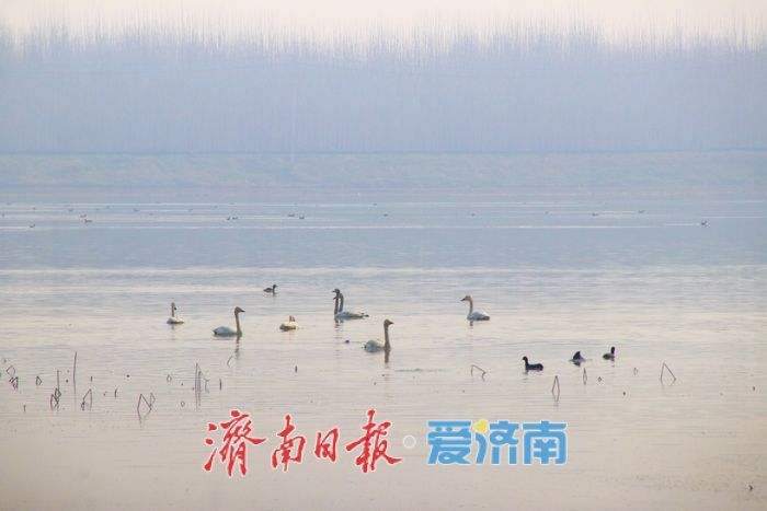 天鹅归来春意浓，遥墙蓄滞洪区成鸟类乐园