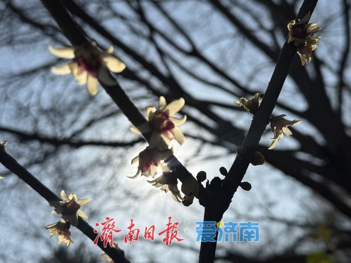 寒冬暗香溢泉城 泉城公园蜡梅迎冬绽放