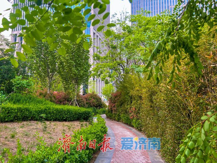 暮色樱语落泉城 奥体地铁口藏起都市里的春日限定