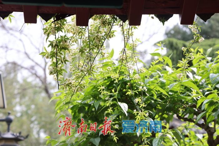 趵突泉木香盛开 花香满庭引客来