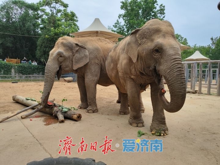 一年四季 泉在济南丨端午节，济南动物园的动物们吃粽子啦