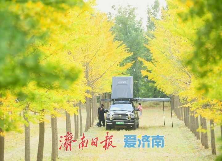 一年四季 泉在济南丨低温来袭“含金量”渐高，济南黄河畔“银杏长廊”将迎来最佳观赏期