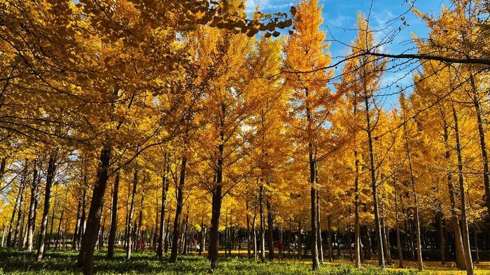这份秋色图鉴，带您打卡藏在公园里的济南秋景