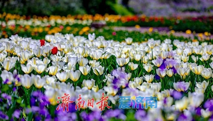 泉城春正好，红叶谷郁金香醉游人