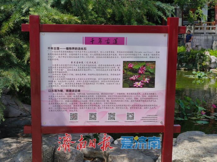 千年古莲现明湖 廉洁清风润泉城