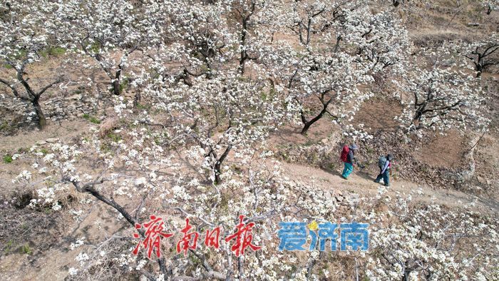 一年四季 “泉”在济南丨千亩梨花白胜雪 踏春赏花正当时