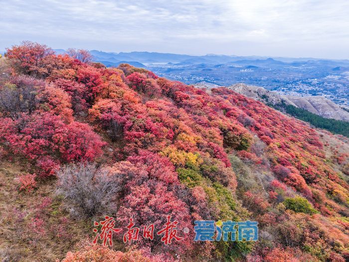 红叶热烈，荻花轻盈，济南丁子寨秋日山野美出圈