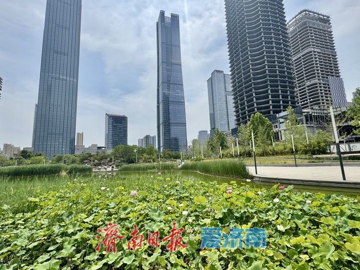 一年四季 泉在济南丨济南CBD荷花湖荷花盛放，绘就夏日美景