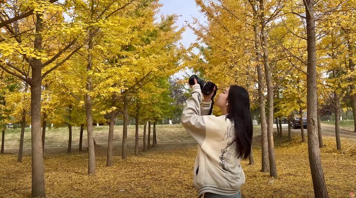 槐荫千亩银杏林“披金”又“生金”，“美丽颜值”变“振兴价值”