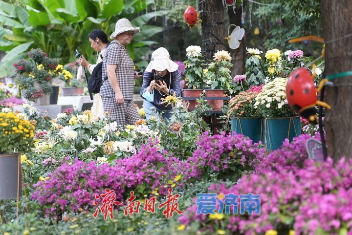 探营大明湖金秋菊展：明日正式开展