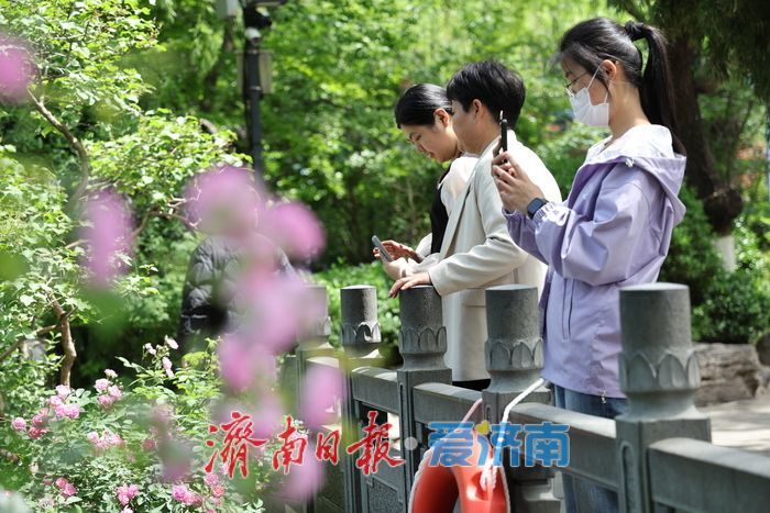 一年四季 泉在济南丨泉畔蔷薇花海盛放醉游人