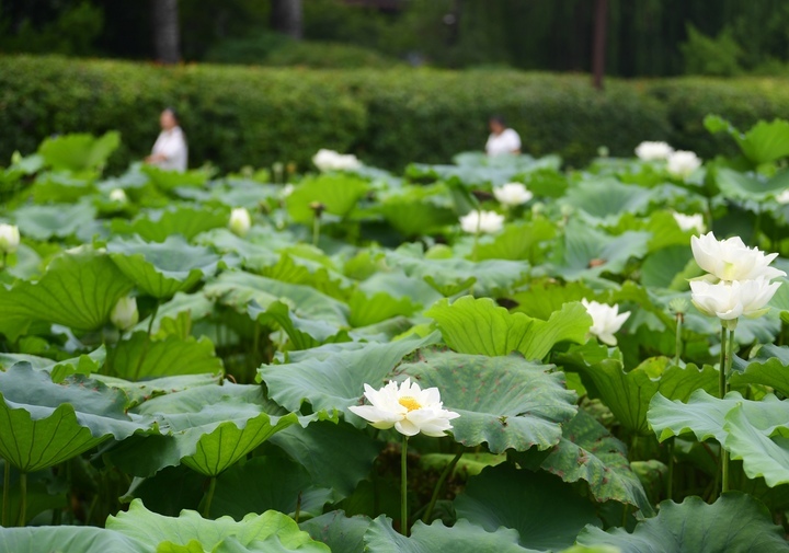 “泉”在济南过暑假 