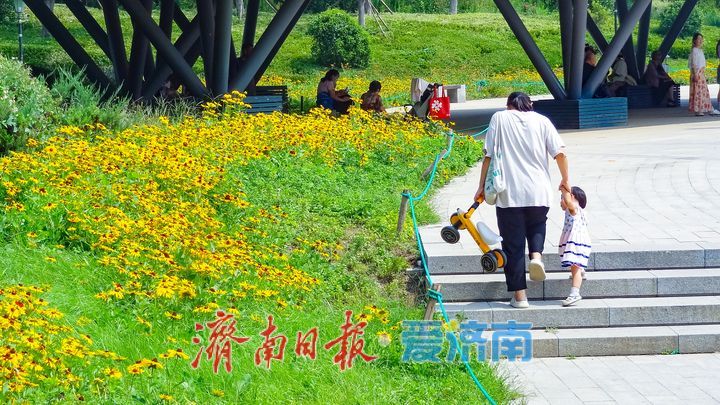 鎏金花开满湖畔云锦湖畔毛叶金光菊绚烂盛放